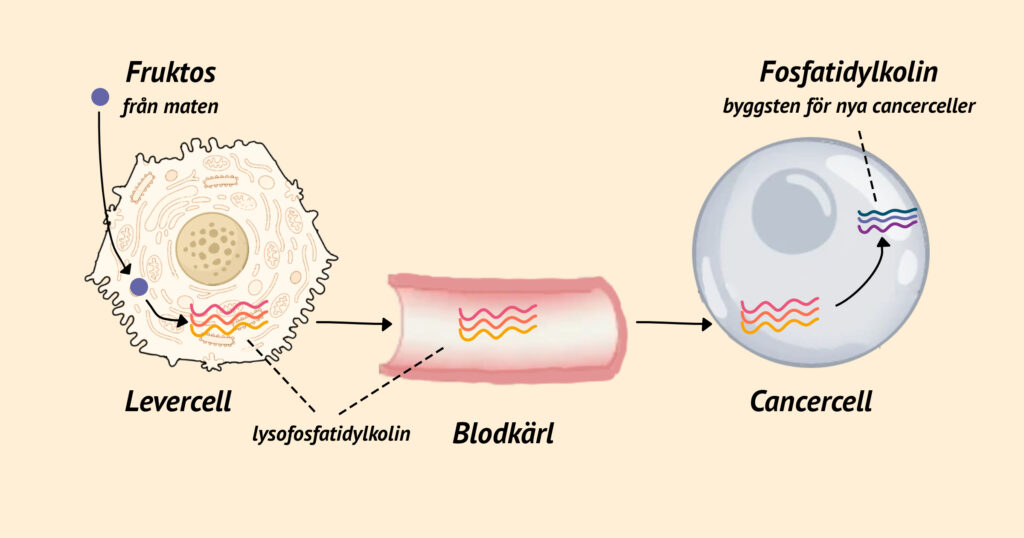 Bild som visar hur fruktos kan driva tillväxt av cancer och tumörer